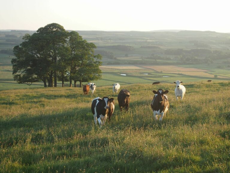 How One Small Rancher Is Making a Big Impact Through Food Freedom  